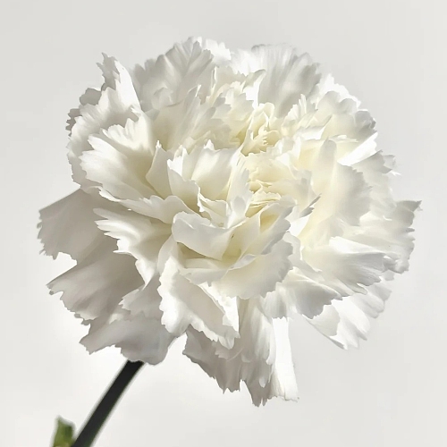 Sim Carnation White-Premium (Has Farm) fresh cut rose wholesale from China