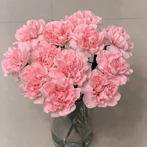 Sim Carnation Pink-Premium (Has Farm) fresh cut rose wholesale from China