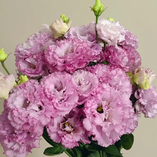 Eustoma Purple Wave fresh cut rose wholesale from China