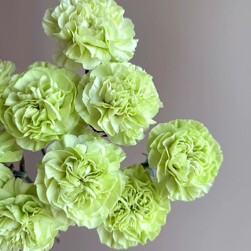Sim Carnation Green fresh cut rose wholesale from China