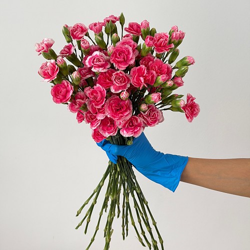 Spray Carnation Cherry Prince fresh cut rose wholesale from China