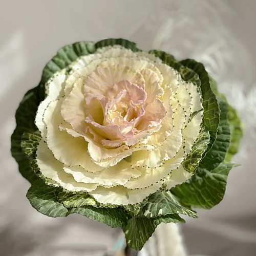 Brassica White fresh cut rose wholesale from China