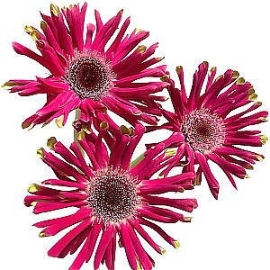 Pastini Gerbera-Victory fresh cut rose wholesale from China