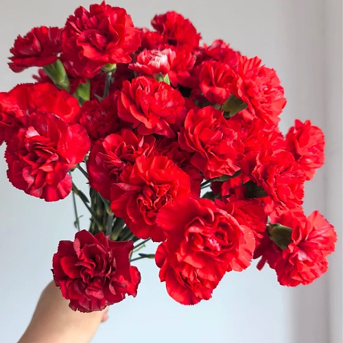 Spray Carnation Red Premium fresh cut rose wholesale from China
