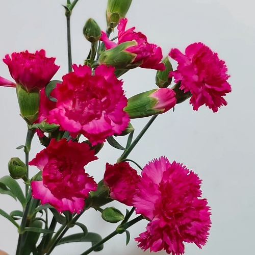 Spray Carnation Hot Pink Premium fresh cut rose wholesale from China