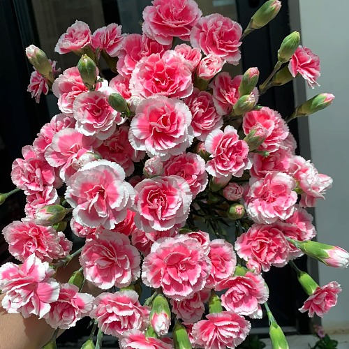 Spray Carnation Cherry Prince Premium fresh cut rose wholesale from China
