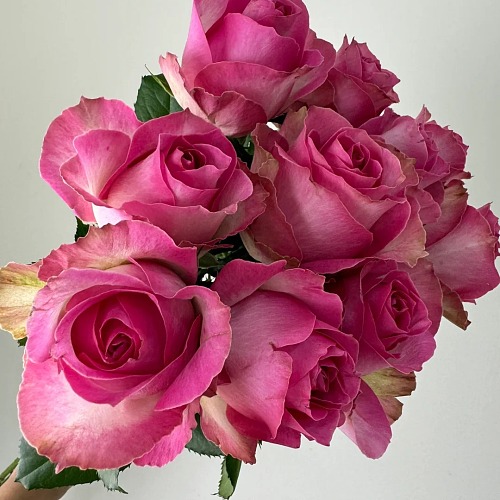 Rose-Hot Pink fresh cut rose wholesale from China