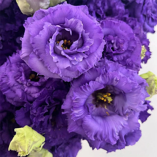 Eustoma Wave Dark Purple fresh cut rose wholesale from China