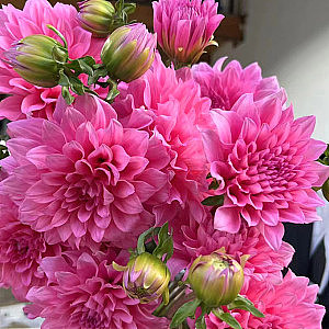 Dahlia-Pink fresh cut rose wholesale from China