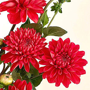 Dahlia-Red fresh cut rose wholesale from China