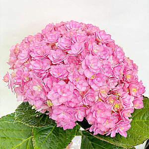 Hydrangea-Double Pink fresh cut rose wholesale from China