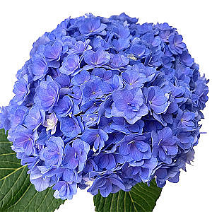 Hydrangea-Double Purple fresh cut rose wholesale from China
