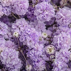 Gypsophila-Purple fresh cut rose wholesale from China