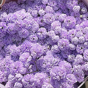 Gypsophila-Light Purple fresh cut rose wholesale from China
