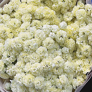 Gypsophila-Light Yellow fresh cut rose wholesale from China