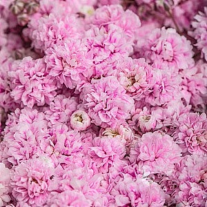 Gypsophila-Pink fresh cut rose wholesale from China