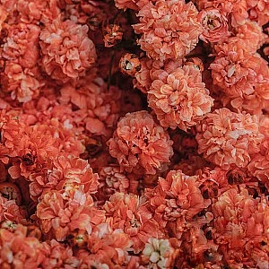 Gypsophila-Orange fresh cut rose wholesale from China