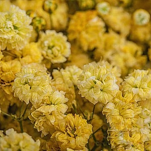 Gypsophila-Yellow fresh cut rose wholesale from China