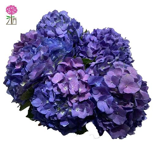 Hydrangea Dark Purple Premium fresh cut rose wholesale from China