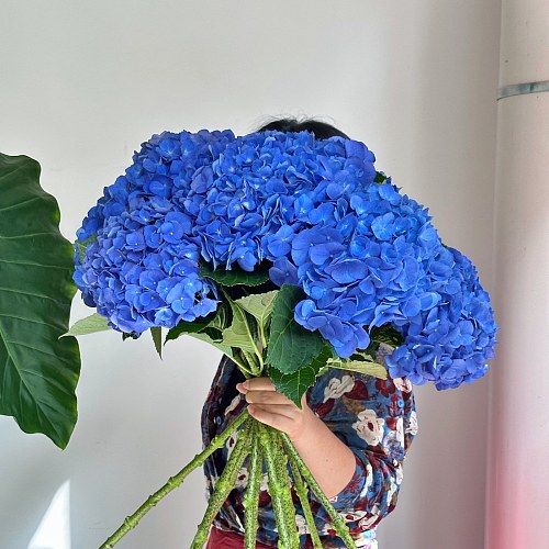 Hydrangea New Dark Blue Premium fresh cut rose wholesale from China