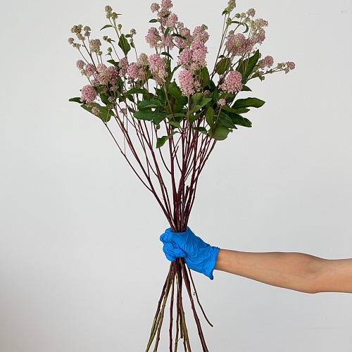 Ceanothus fresh cut rose wholesale from China