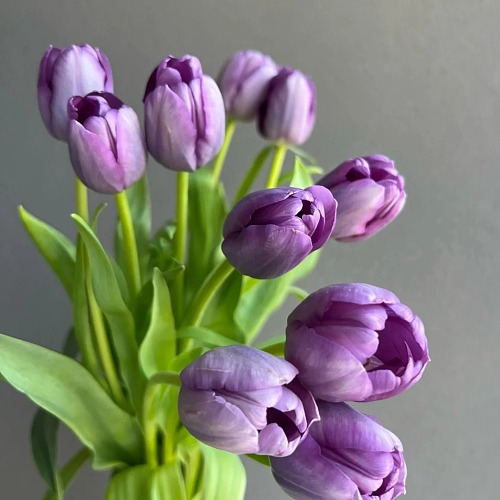 Tulip-Purple fresh cut rose wholesale from China