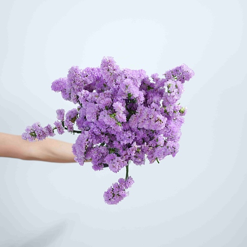 Statice Light Purple fresh cut rose wholesale from China