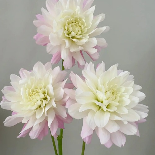 Dahlia-Candy fresh cut rose wholesale from China
