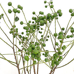 Sapium Berries fresh cut rose wholesale from China