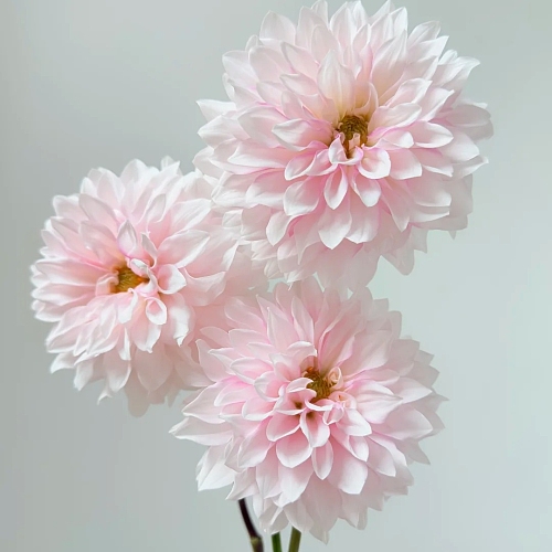 Dahlia-Chen Yingjun fresh cut rose wholesale from China