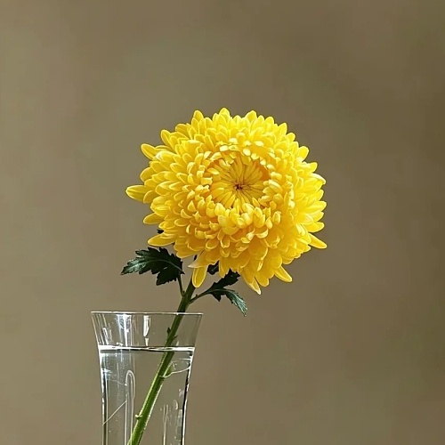 Peony Chrysanthemum Peony Yellow fresh cut rose wholesale from China