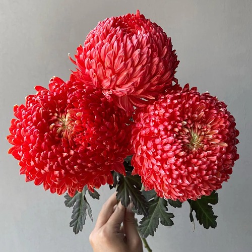 Penoy Chrysanthemum-China Red fresh cut rose wholesale from China