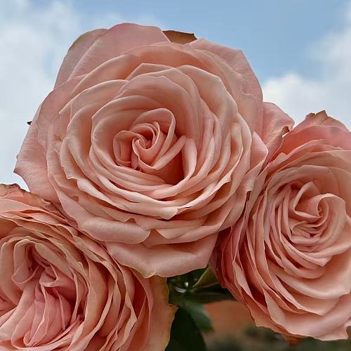 Rose-Beauty fresh cut rose wholesale from China