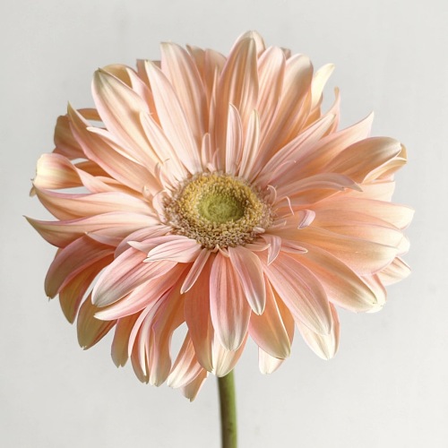 Giant Gerbera-Aegean fresh cut rose wholesale from China