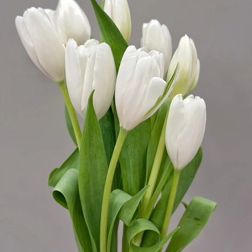 Tulip-Lanca White fresh cut rose wholesale from China