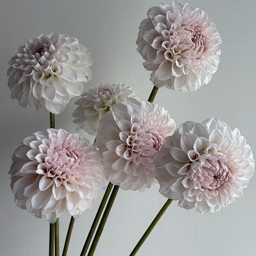 Dahlia-Pink Puff fresh cut rose wholesale from China