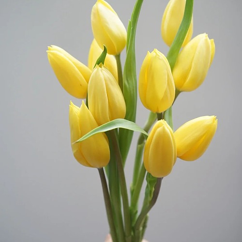 Tulip-Yellow fresh cut rose wholesale from China