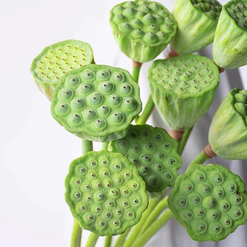 Lotus Pod fresh cut rose wholesale from China