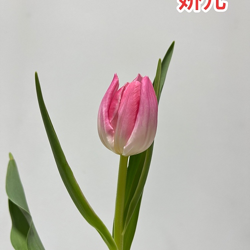Tulip-Pink fresh cut rose wholesale from China