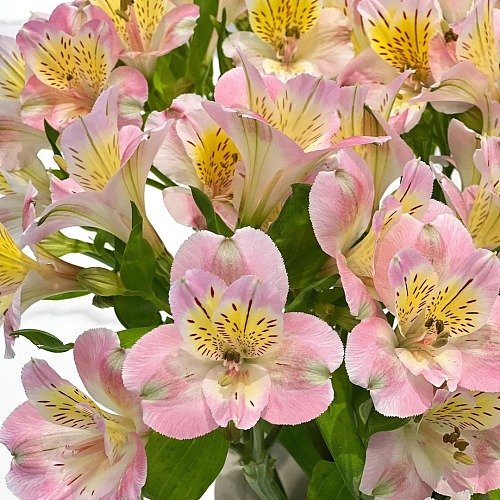 Alstroemeria-Peach Pink fresh cut rose wholesale from China