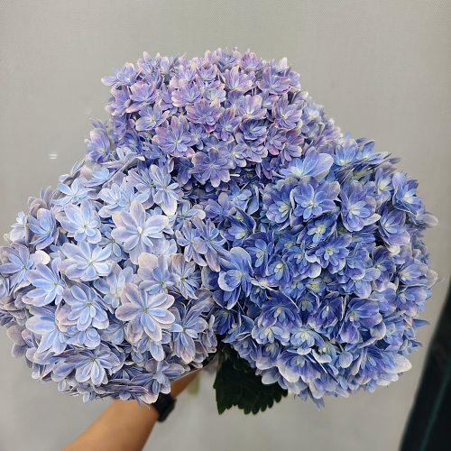 Hydrangea-Magic Mirror fresh cut rose wholesale from China