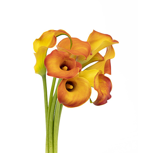 Calla Lily-Orange fresh cut rose wholesale from China