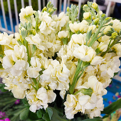 Matthiola-Yellow fresh cut rose wholesale from China